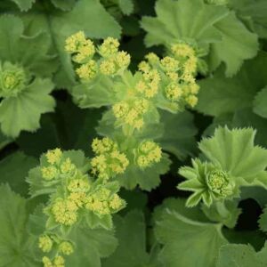 Alchemilla mollis ---